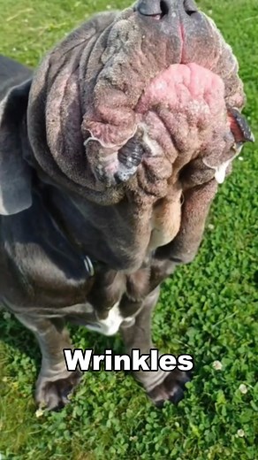 🐾 “10 Facts About the Neapolitan Mastiff You NEED to Know! 🐶👑 From their wrinkly royal look to their fearless guardian spirit, these gentle giants are one of the most unique dogs on the planet. 💪❤️ #NeapolitanMastiff #DogFacts #GiantGuardians” | Paws & Play