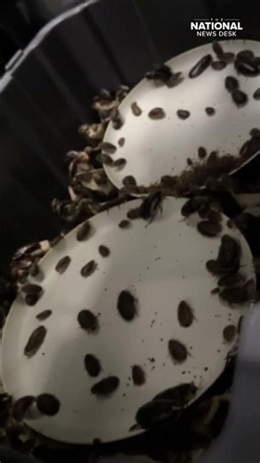 100K live COCKROACHES worth thousands of dollars seized from commercial breeder