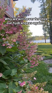 Last year, we fertilized our hydrangeas, and they definitely took it to heart. The blooms were bigger than we expected. The leaves turned a rich, healthy green. We found ourselves stopping every time we walked by, just to admire them. It’s like they decided to show off a little. Safe to say, they loved the boost a little too much | Wayside Gardens
