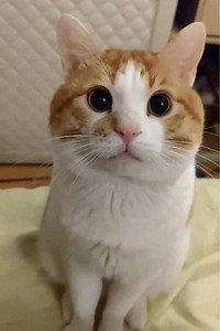Tiernos Gatitos: El Video Más Lindo de Gatos