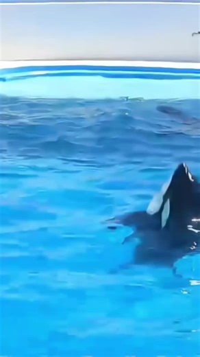 Dolphin Show on TikTok