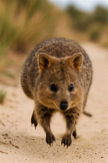 The Cutest Quokka Run You’ll See Today 🐾✨