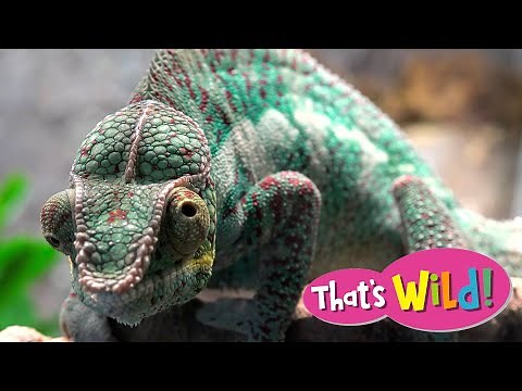 Chameleon Eyes