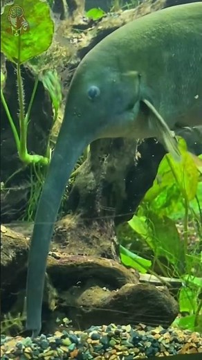 A Fish With an Elephant’s Nose? (Elephantnose Fish)