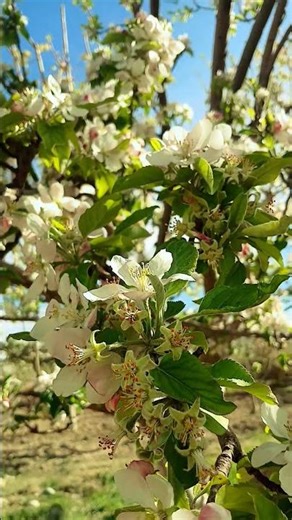 Most Beautiful Flowers in the World 🌸 Relaxing Nature 4K”