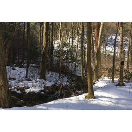 Silent Survivors: The Winter Life of Trees