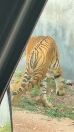 Tiger❎Killing machine✅