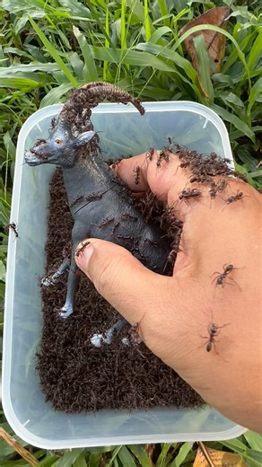 Emergency Rescue Mission: Female Ibex🐐 Vs 🐜Bullet Ants