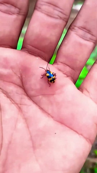 l found unique animals and cute insects, catching and observing insects so that we know that there