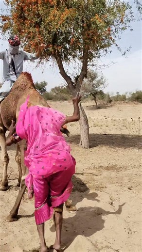 مشهد مذهل في الصحراء: امرأة تصعد خلف الجمل