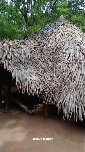andhra godavari bullock cart #andhra #godavari #bullockcart