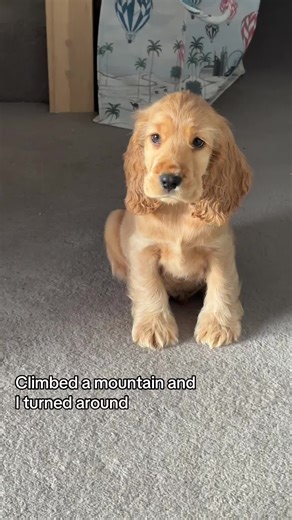 The Growth Journey of a Cocker Spaniel Pup