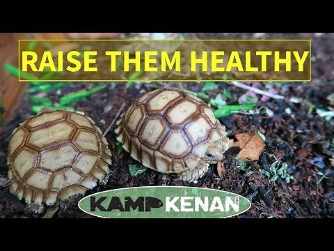 Sulcata Tortoise Health