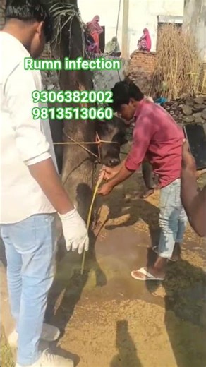 रोमन इंफेक्शन #anmals #cow #anmolpunjabcow #viralvideo