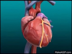 Myocardial Blood Flow - Coronary vessels on Make a GIF