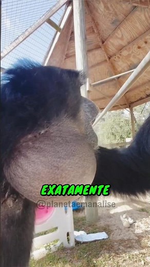 MACACO BUGIO e o SOM MAIS ALTO da FLORESTA explicado em segundos #curiosidades #animais