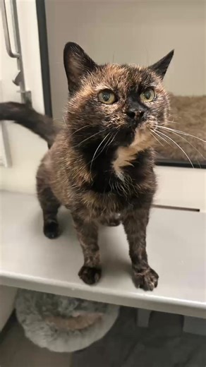 Can you give Mulan her forever home? 🐈 https://www.cats.org.uk/northernireland#adopt-56893 | Northern Ireland Cat Centre