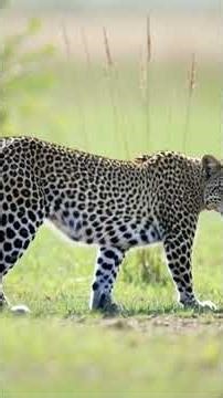 The beauty of Africa — its people, wildlife, and traditions in one short moment. #africa #shorts