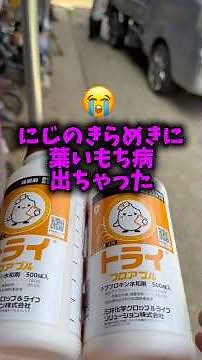 にじのきらめきに葉いもち病出ちゃった#shorts #農業 #米作り #田舎暮らし #仕事 #ドローン #予防 #作業 #農家 #田んぼ #夏 #8月 #お米 #米 #コメ #病気 #治療 #ntt