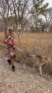 Cheetah 🐆 Wshiepr 🦻🏾 #zambia Guépard 🐆 | AWILO LONGOMBA