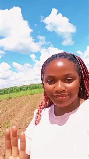 Malawi Chili Farm Update: Progress on African Bird’s Eye