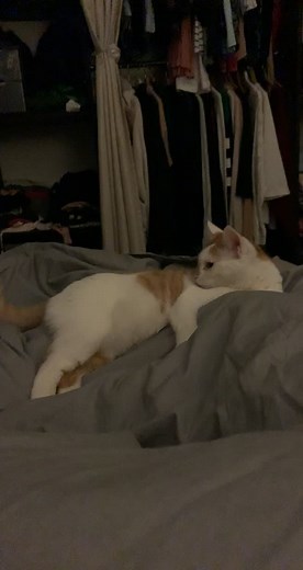 Déhanché matinal : le chat danse sur Rihanna