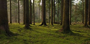 The silent conversations of plants