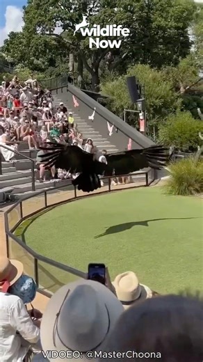 The Most Powerful Bird in South America! Andean Сondor