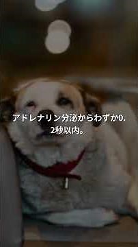 The Truth Behind Why a Dog’s Eyes Turn Black