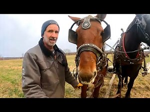 GOTTA LOVE THOSE SUFFOLK PUNCH DRAFT HORSES!!!! // Draft Horse Training #411