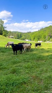149K views · 993 reactions | Bringing the Cows to Fresh Grass #grass #cows #cattle #farming | Sheraton Park Farms | Facebook