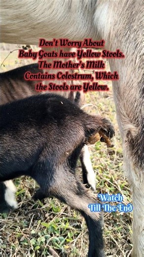 Don't Worry if Baby Goats Have Yellow Stools | Mother's Milk Contains Colostrum,So Stools are Yellow