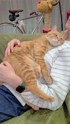 Why Cats Sleep on Your Chest – Trust, Warmth, and Emotional Bonding