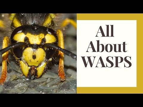 Wasps: Pest, Pollinator, or Benefical Predator?
