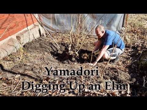 Yamadori - Digging Up a Wild Bonsai