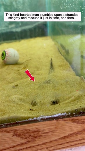 This kind-hearted man stumbled upon a stranded stingray and rescued it just in time, then...