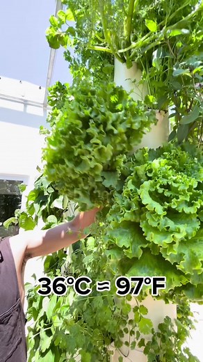 ☀️Heat-Tolerant Lettuce🥬 #lettuce #verticalfarming #aeroponics #towergarden #hydroponics #gardening #agriculture #farming #horticulture #agronomy | Agrotonomy Tower Farms