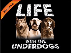 A new Pit Bulls & Parolees? | Tia Maria Torres of Pit Bulls & Parolees