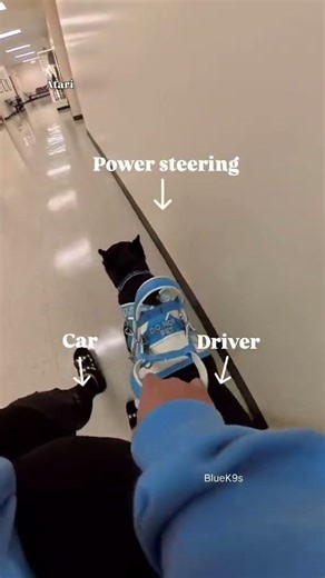 Service Dog Task explained #servicedog #assistancedog #workingdog #dog #dogs #mobilityservicedog