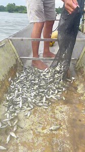 Silver perch🐟 | Talim Islander