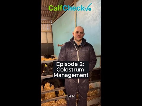 CalfCheck Series | Video 2 Colostrum Management 🐄🥛