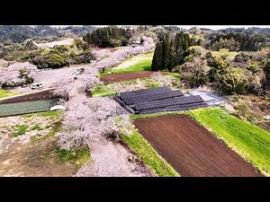 A row of cherry trees stretching approximately 2 kilometers boasts 3,500 blossoming trees at Taru...