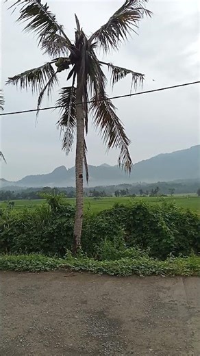 pagi hari,, lihat pemandangan alam yang indah