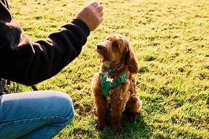 Cockapoo resource guarding warning after new study