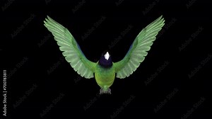 Black-Hooded Green Parakeet - American Parrot Bird - Front View CU - Flying Loop - Realistic 3D animation with alpha channel isolated on transparent background