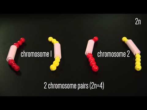 Mitosis Beads Activity