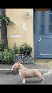 4.4K views · 39 reactions | #americanbullies #americanbully4life #americanbully_worldwide #dogboarding #dogschool #boardingandtraining #dogtraining #doghandler Jacyn Dalipe | Heizhen K9 Training Service, Dog Trainer & Dog Show Handler | Facebook