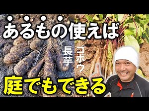 How to grow Chinese yam and burdock in your home garden!