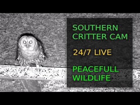 🔴 LIVE 24/7 Relaxing Backyard Nature • Deer, Otters, Raccoons, Coyotes & Forest Sounds
