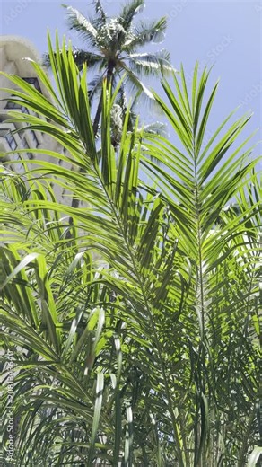 Phoenix roebelenii, with common names of dwarf date palm, pygmy date palm, miniature date palm or robellini palm. Waikiki, Honolulu, Oahu, Hawaii.